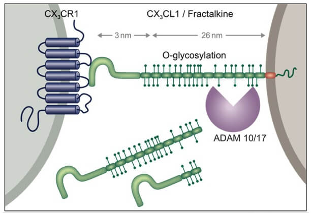 Schematic of CX3C chemokine family.